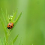 日本人の一番の死因は”虫”です