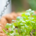 香菜は”パクチー”じゃない。